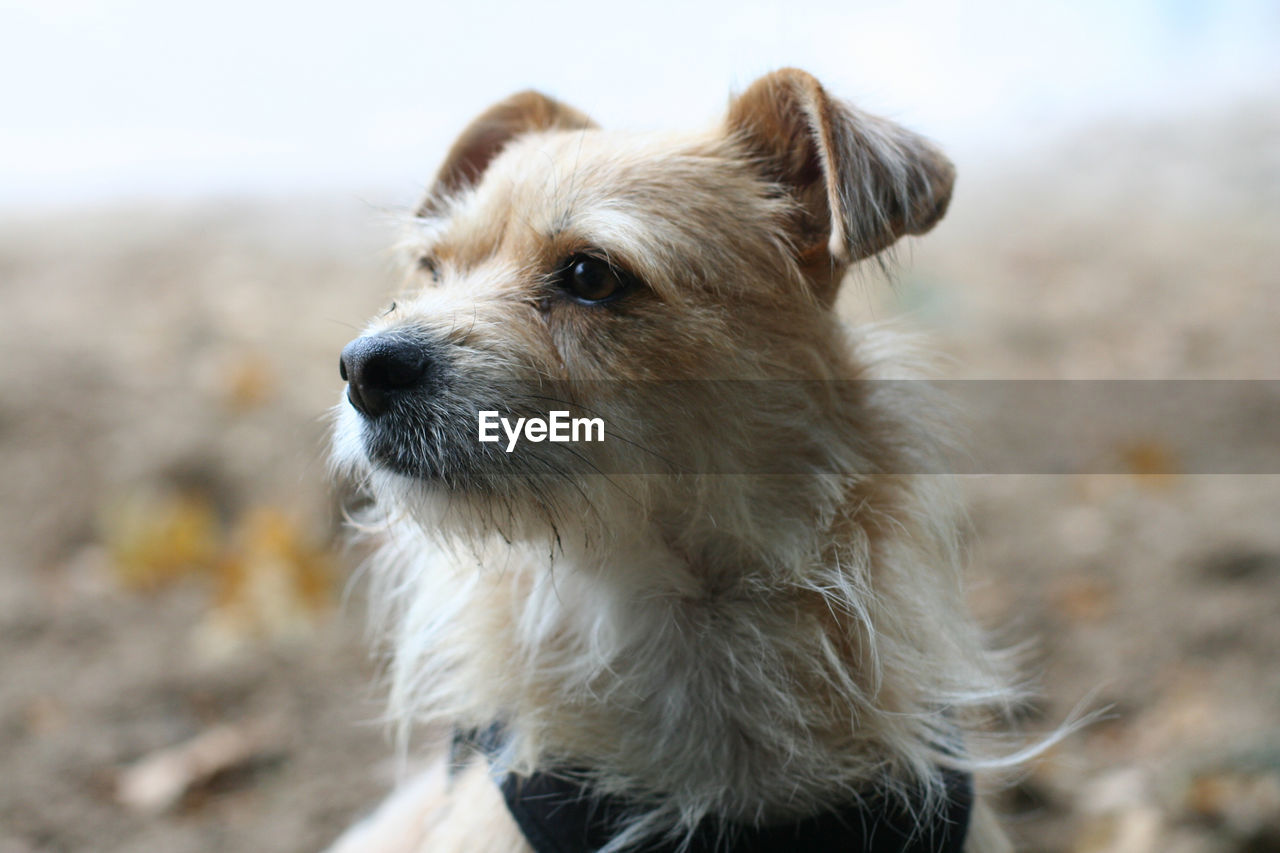 Close-up of dog
