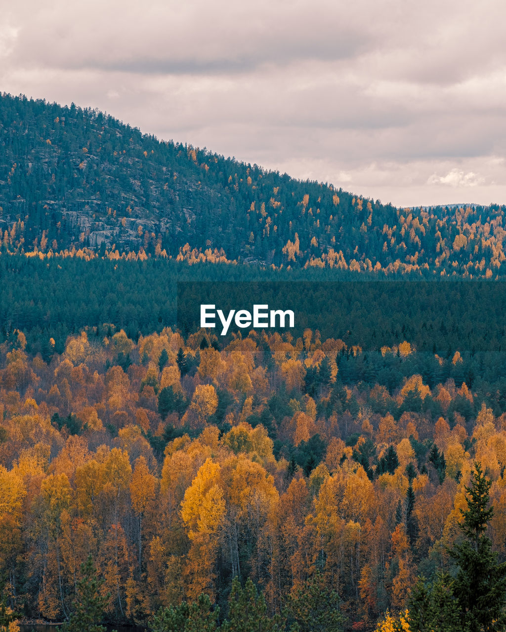 Scenic view of trees against sky