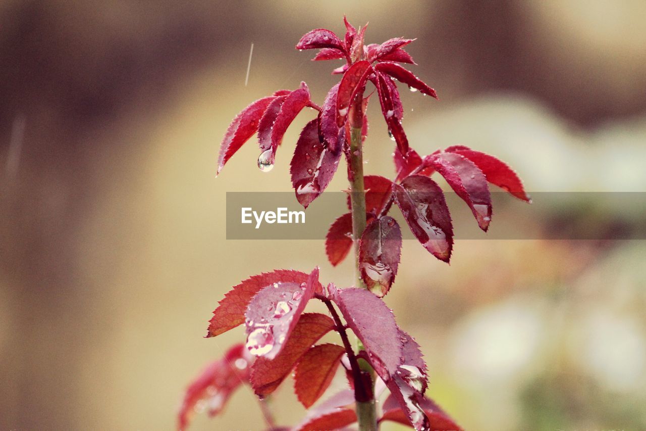 CLOSE-UP OF RED LEAVES OF PLANT