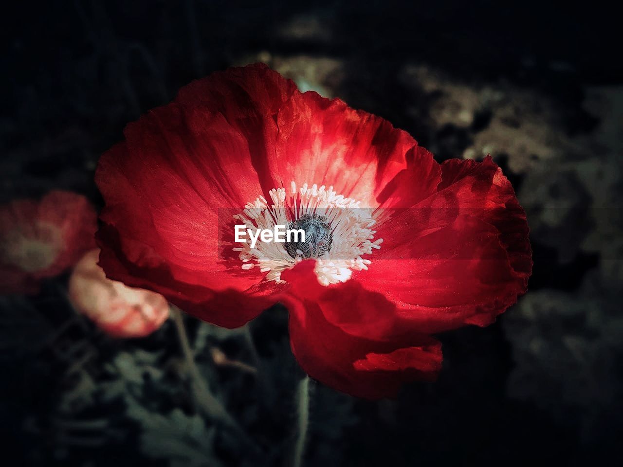 CLOSE-UP OF RED POPPY FLOWER AGAINST BLURRED BACKGROUND