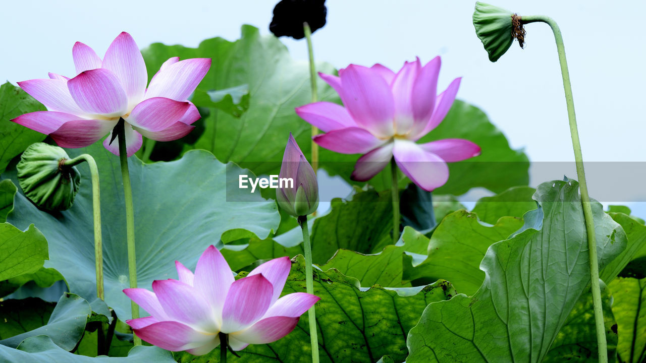 flower, flowering plant, plant, freshness, leaf, beauty in nature, plant part, pink, nature, petal, water lily, aquatic plant, flower head, inflorescence, lotus water lily, growth, close-up, green, fragility, no people, pond, blossom, lily, proteales, water, purple, springtime, outdoors, sky, day, botany