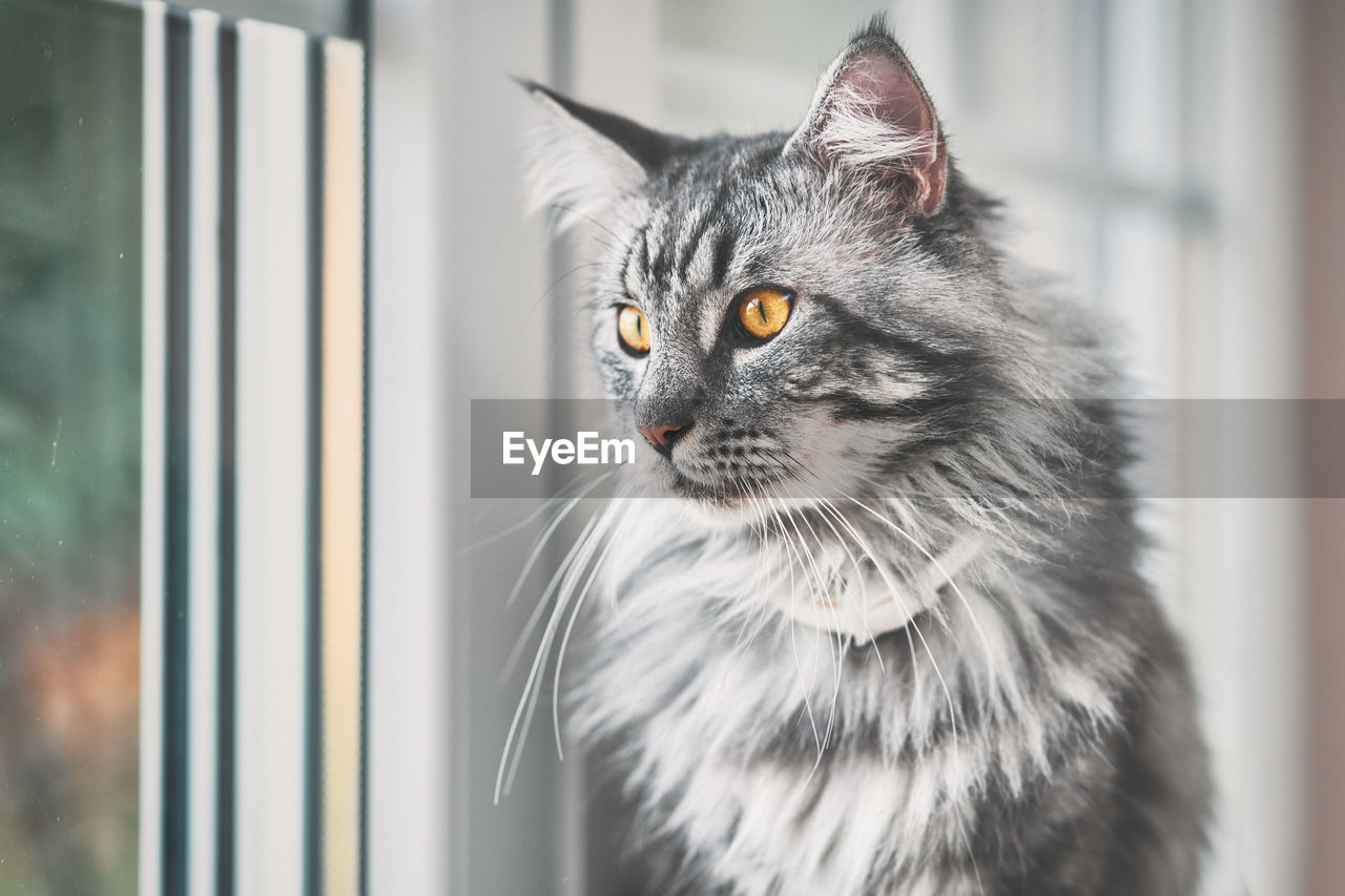 Close-up of cat looking away