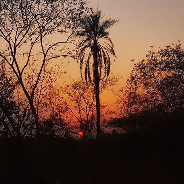 SILHOUETTE TREES AT SUNSET