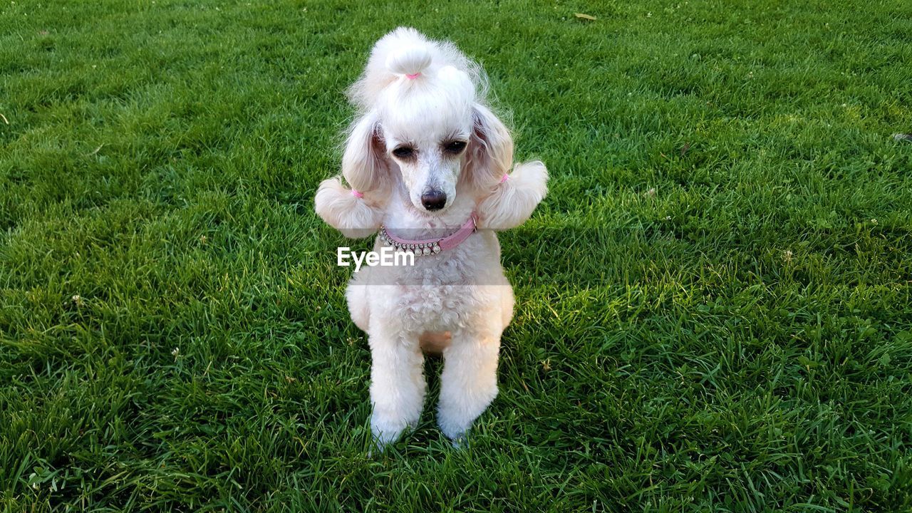 Close-up of dog on grass