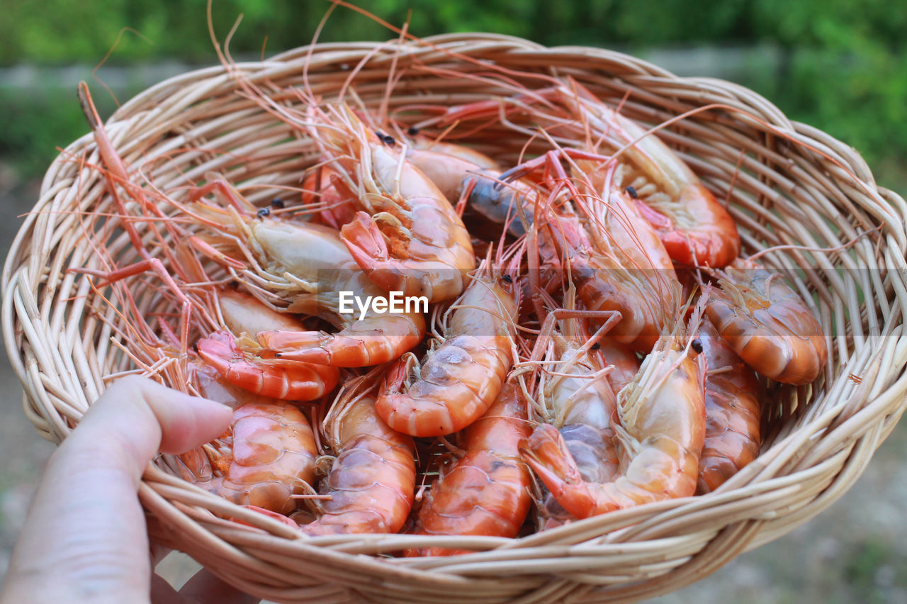 Close-up of shrimp in basket