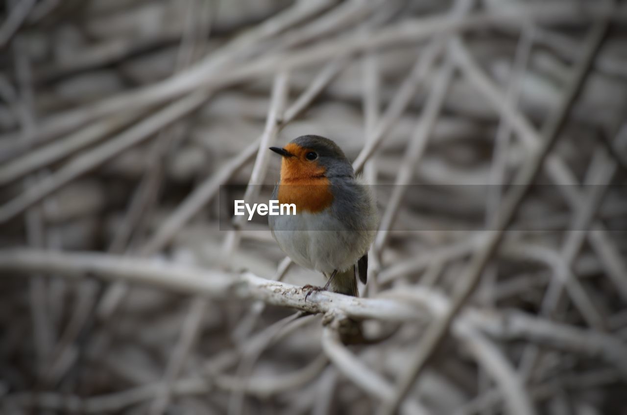 CLOSE-UP OF SPARROW PERCHING ON TWIG