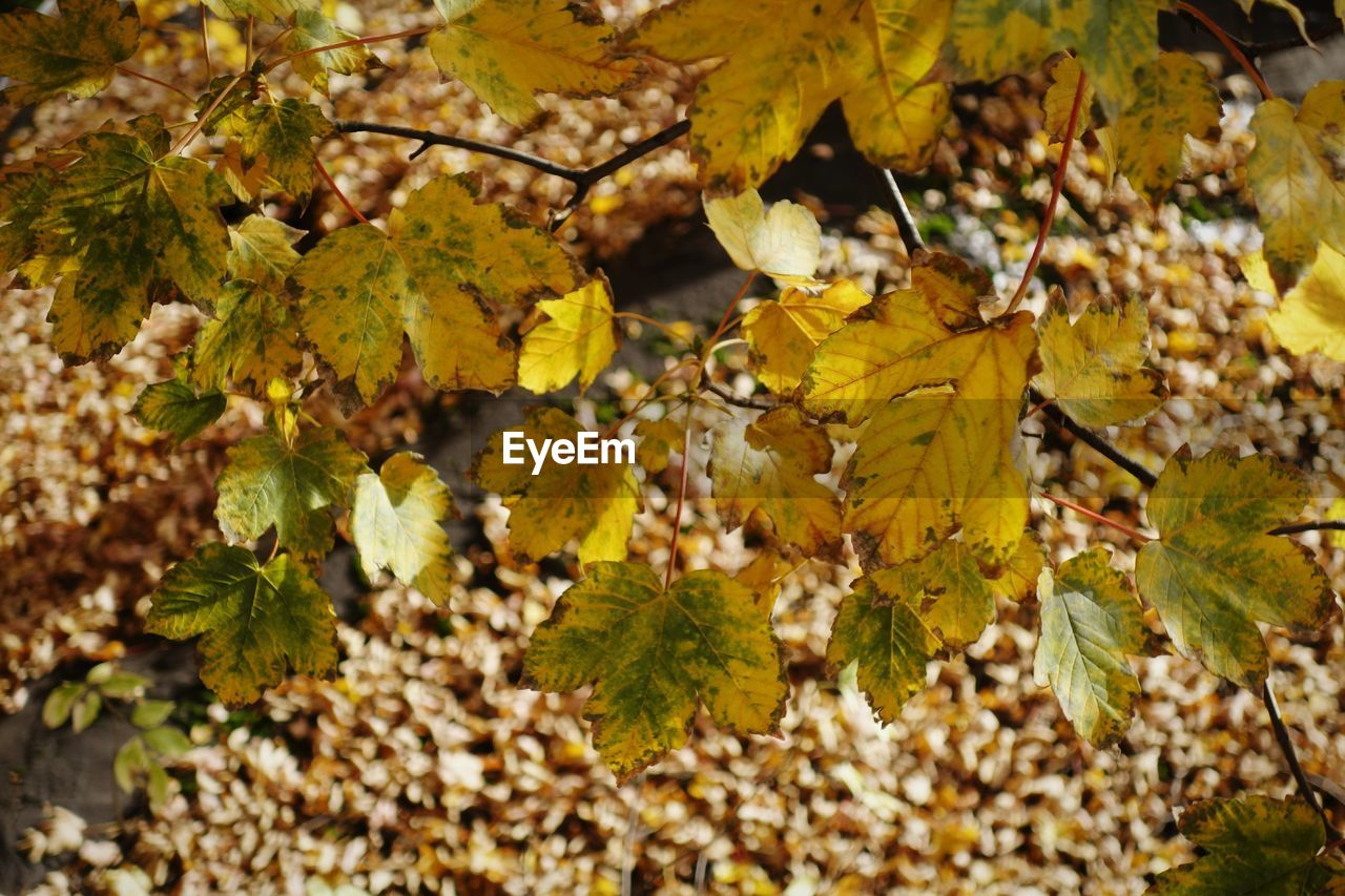 High angle view of yellow leaves