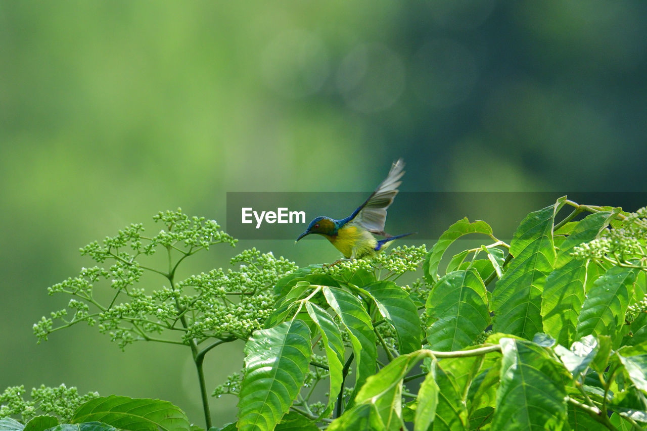 The brown-throated sunbird says hi