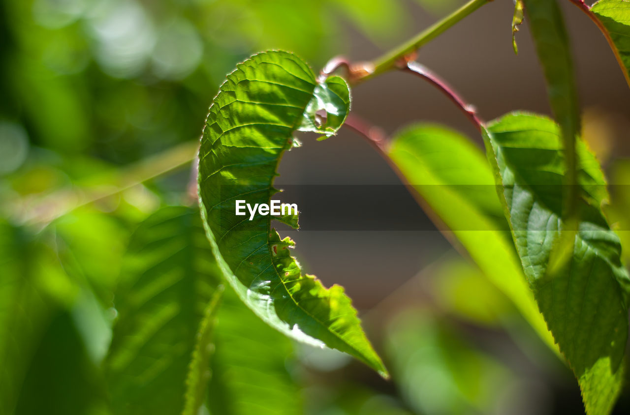 CLOSE-UP OF WET GREEN LEAVES