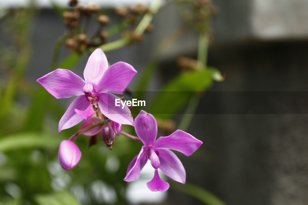 CLOSE-UP OF PINK FLOWER