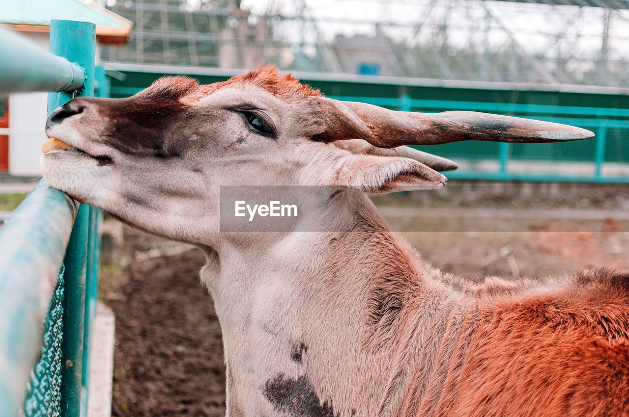 Close-up of a common canna in the zoo. the largest antelope species found in east and south africa.