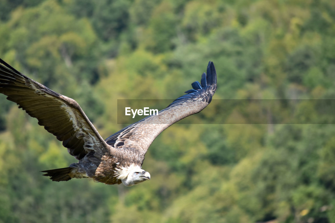 Bird flying over a tree