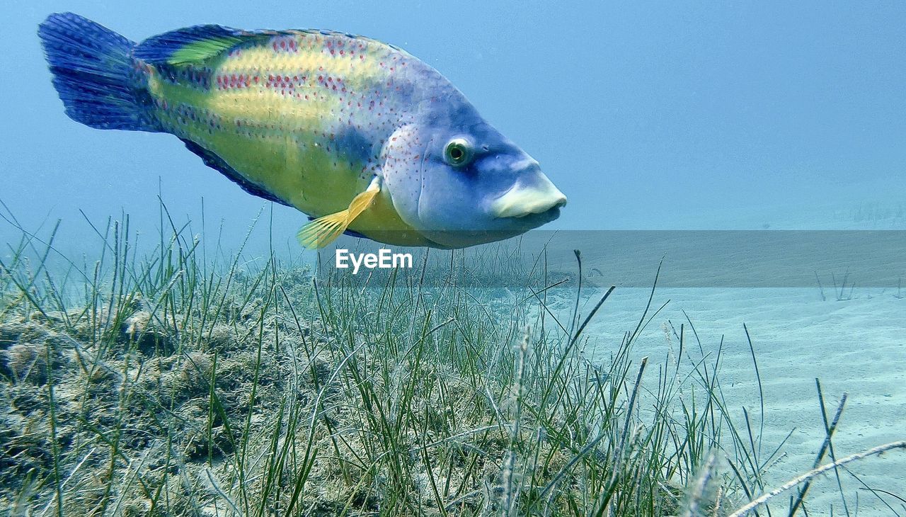 Close-up of fish swimming in sea