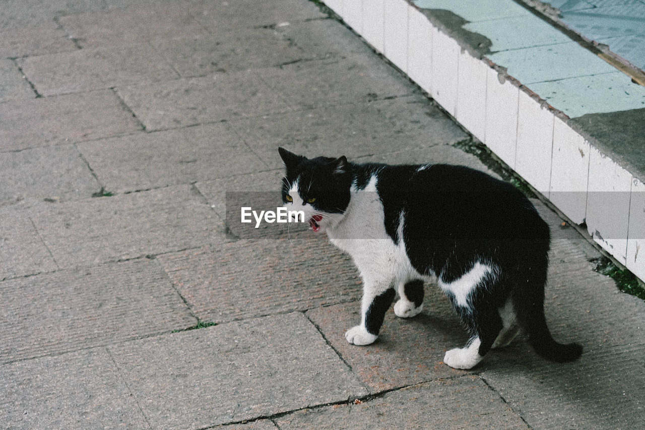 Cat standing outdoors