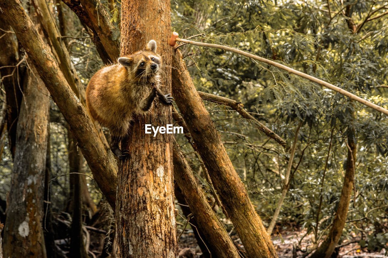 CLOSE-UP OF SQUIRREL ON TREE