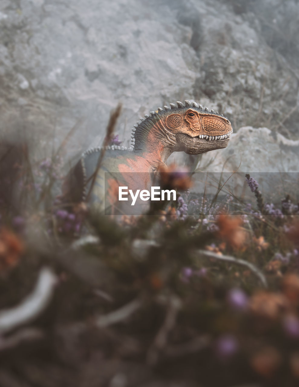 HIGH ANGLE VIEW OF LIZARD ON FIELD