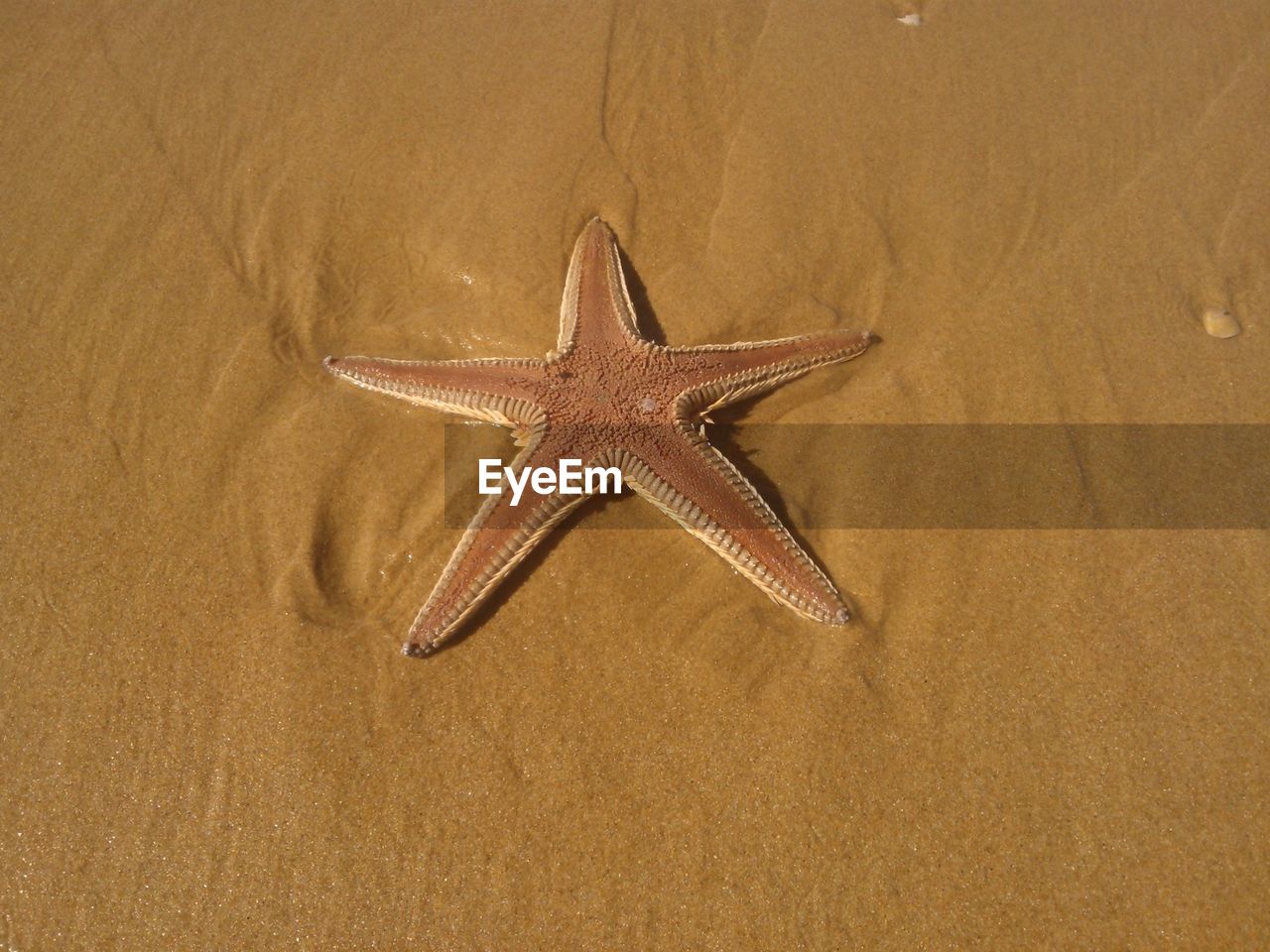 High angle view of starfish on beach