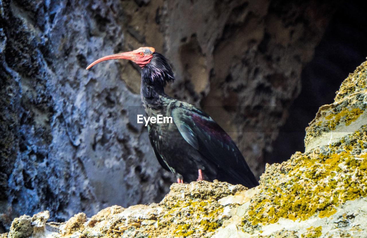 Close-up of bird perching on rock