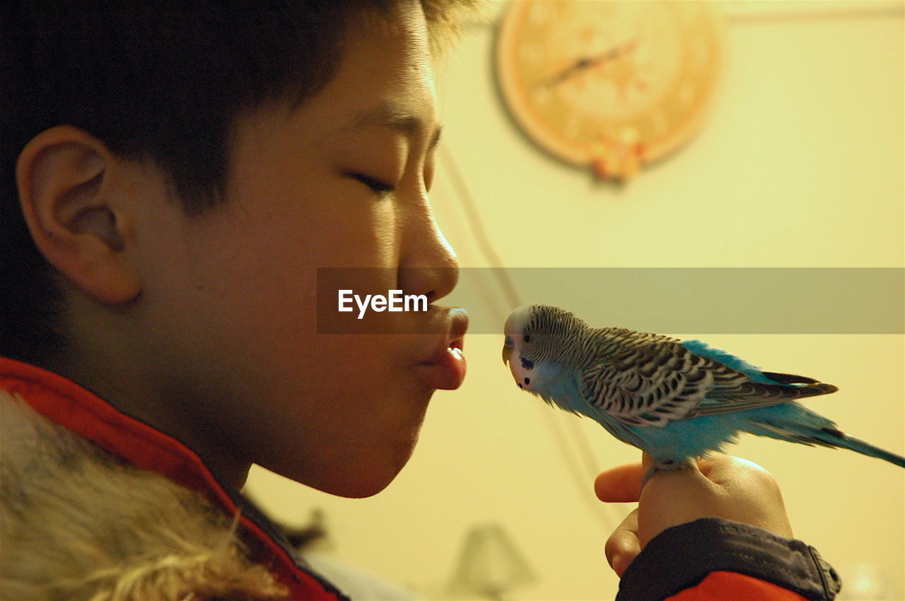 Side view of boy puckering at blue budgerigar perching on hand