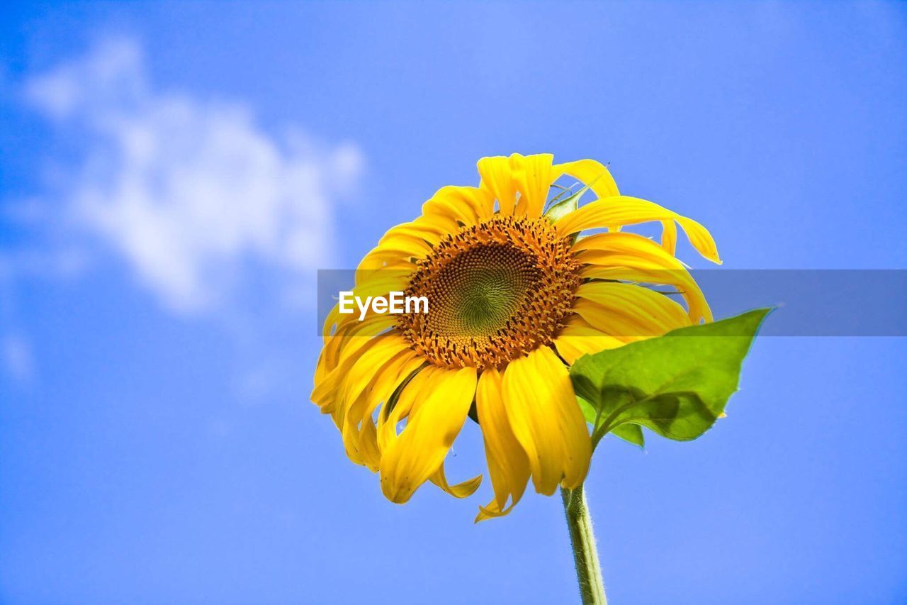 Low angle view of sunflower blooming against blue sky