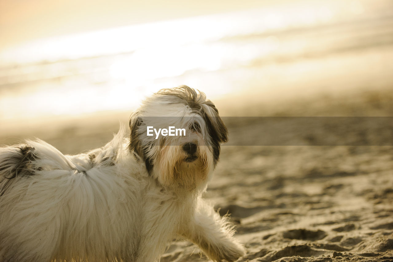 Close-up of dog against sky during sunset