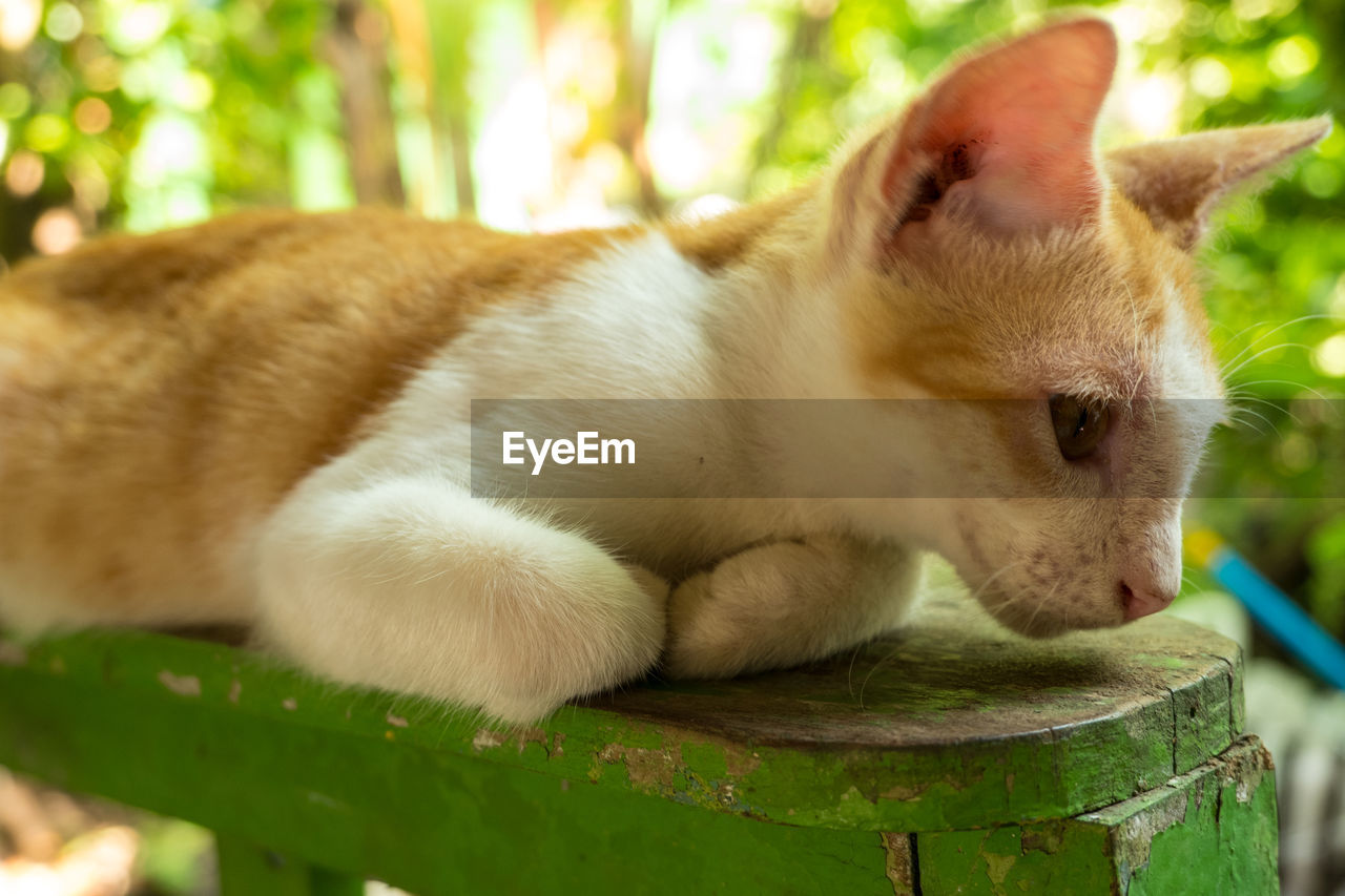 Close-up of a cat resting on bench