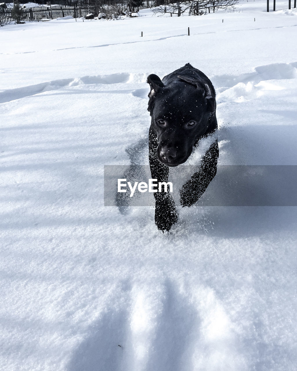 DOG ON SNOWY FIELD
