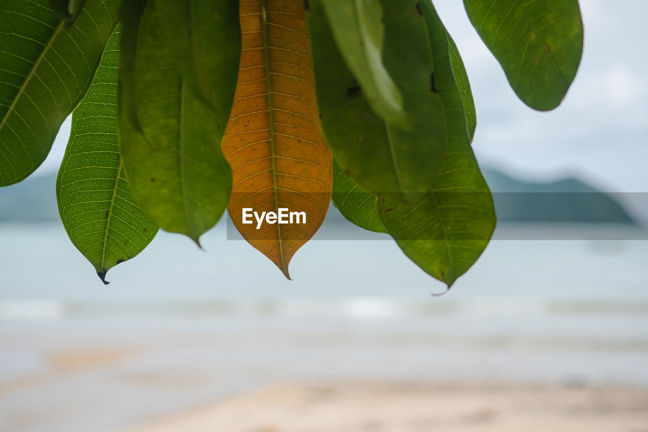 CLOSE-UP OF FRESH GREEN LEAVES ON PLANT