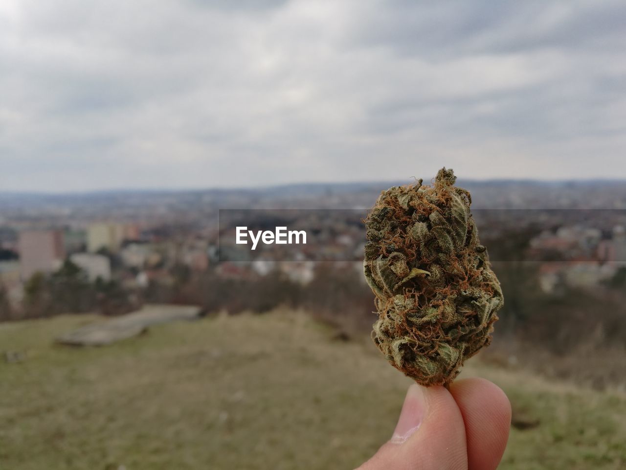 Close-up of cropped hand holding marijuana on field