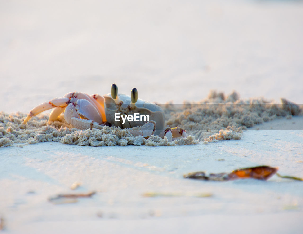 A crab crawling out of his hideout at the sandy beach