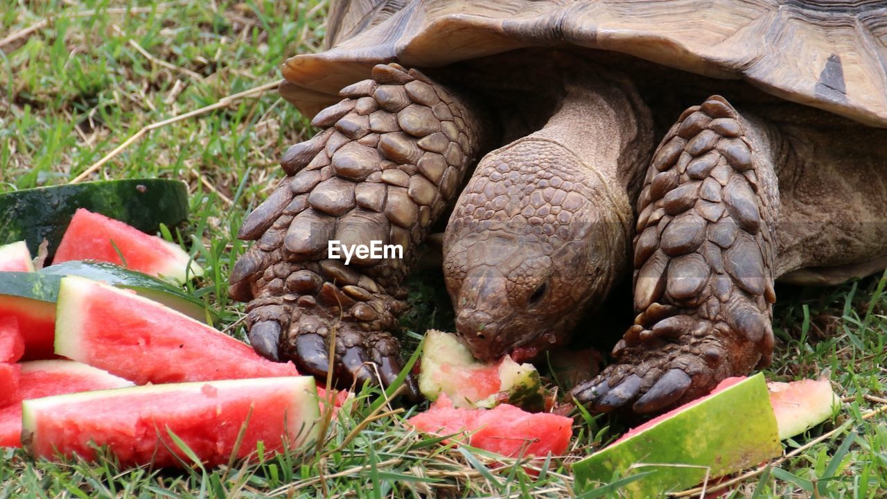 tortoise, turtle, watermelon, plant, grass, reptile, animal, animal themes, food, fruit, food and drink, animal wildlife, nature, healthy eating, no people, eating, produce, wildlife, close-up, animal shell, shell, melon, one animal, freshness, red, land, day, outdoors, field, vegetable