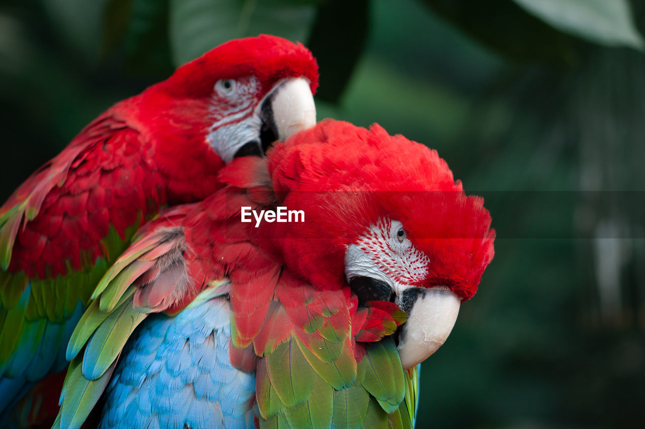 CLOSE-UP OF PARROT IN A RED