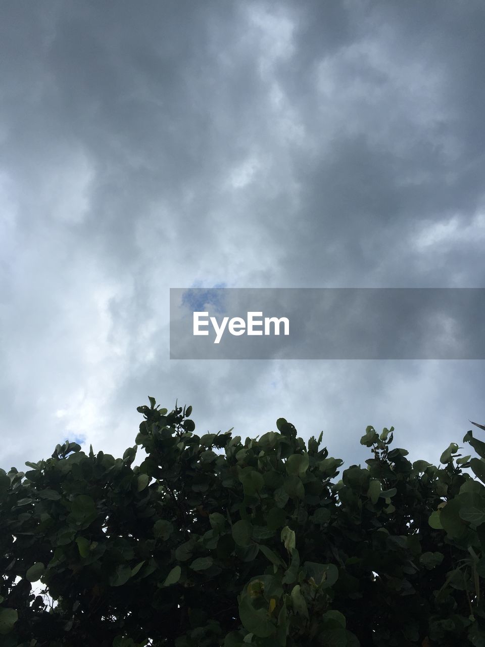 LOW-ANGLE VIEW OF TREES AGAINST SKY