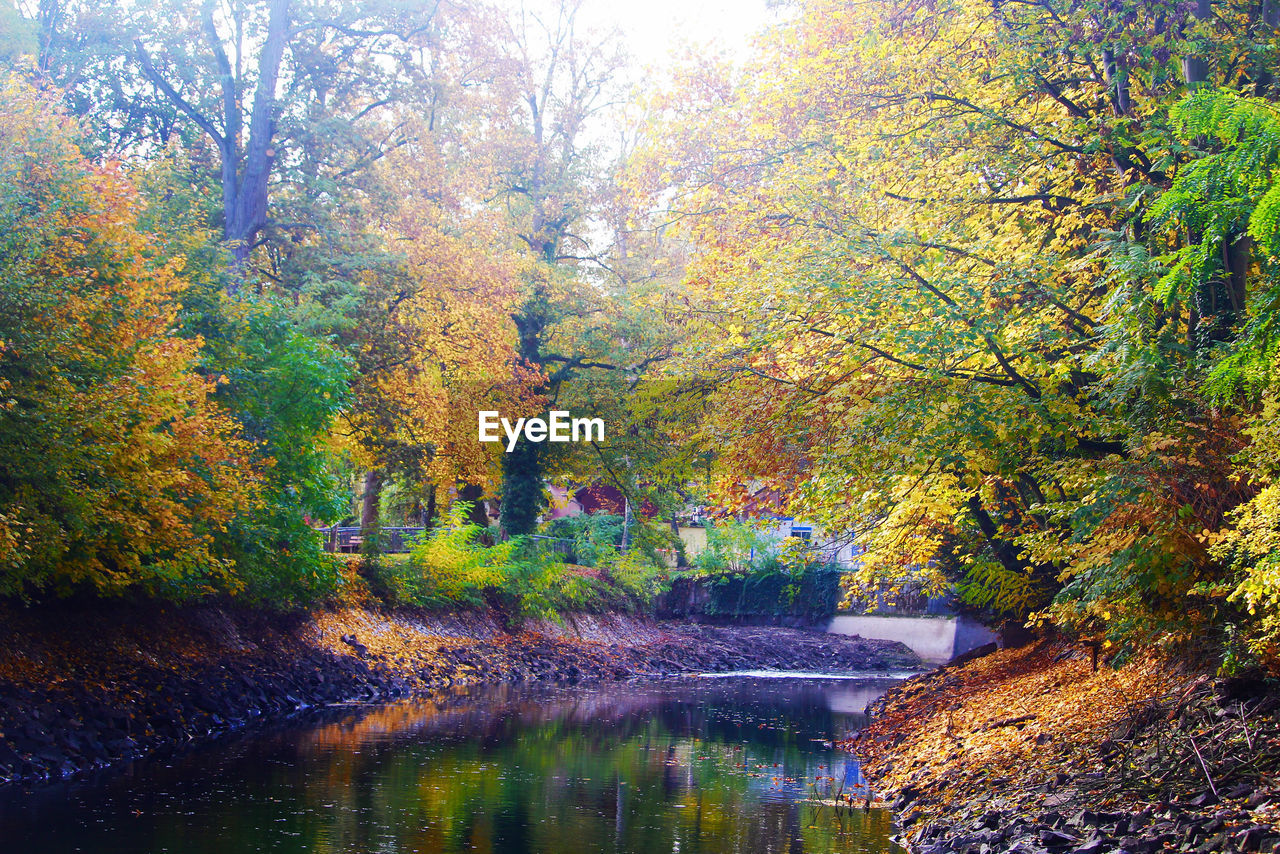 TREES BY LAKE IN FOREST