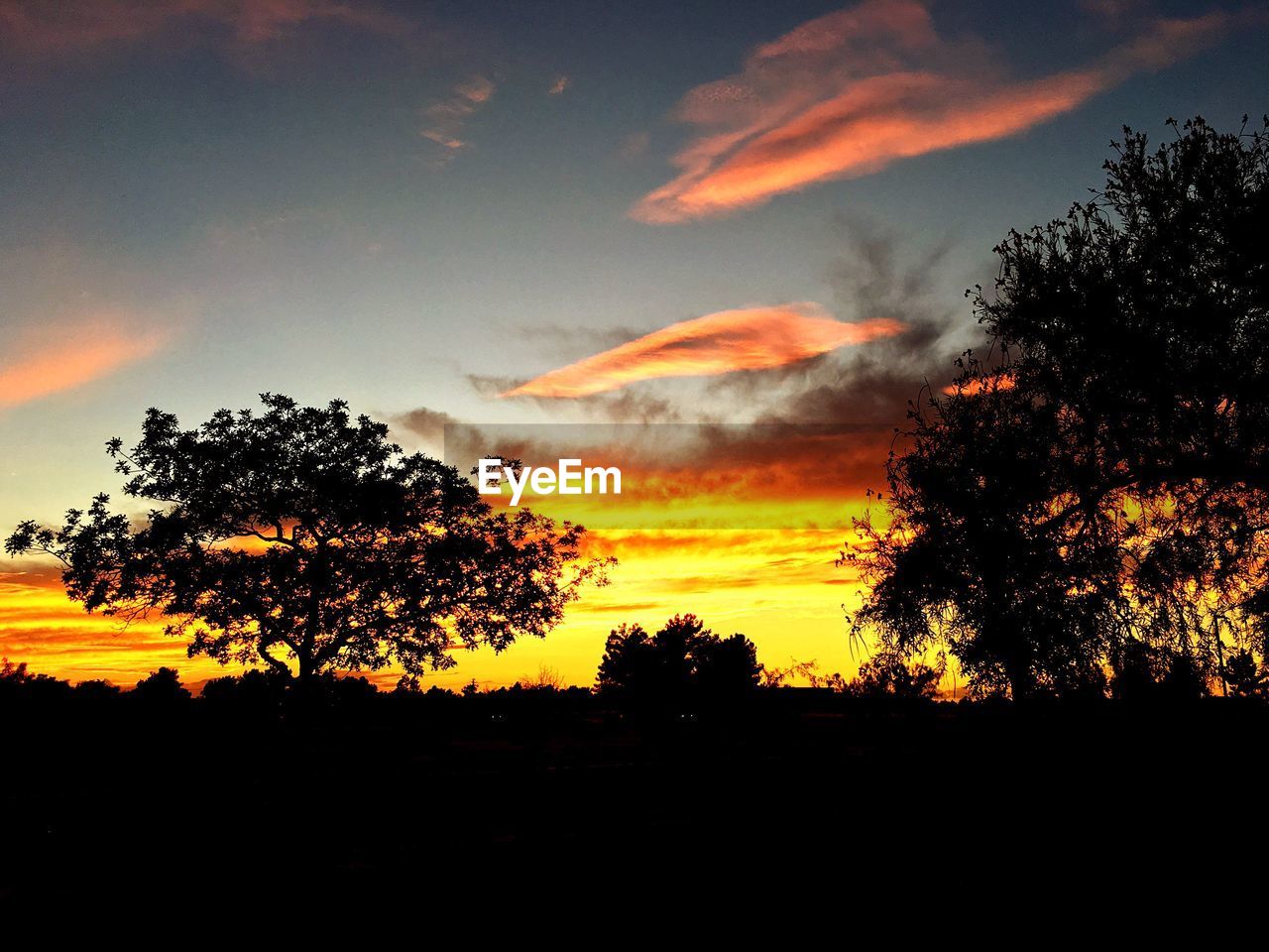 SILHOUETTE OF TREES AT SUNSET