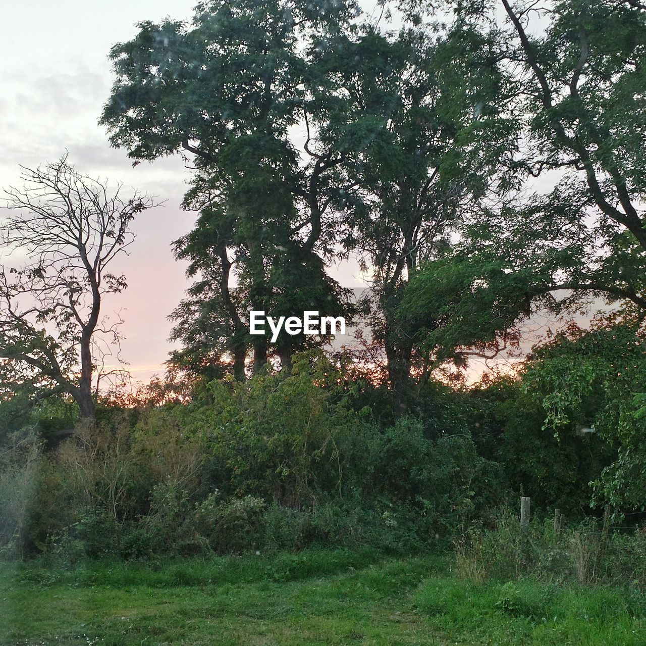 TREES ON GRASSY FIELD