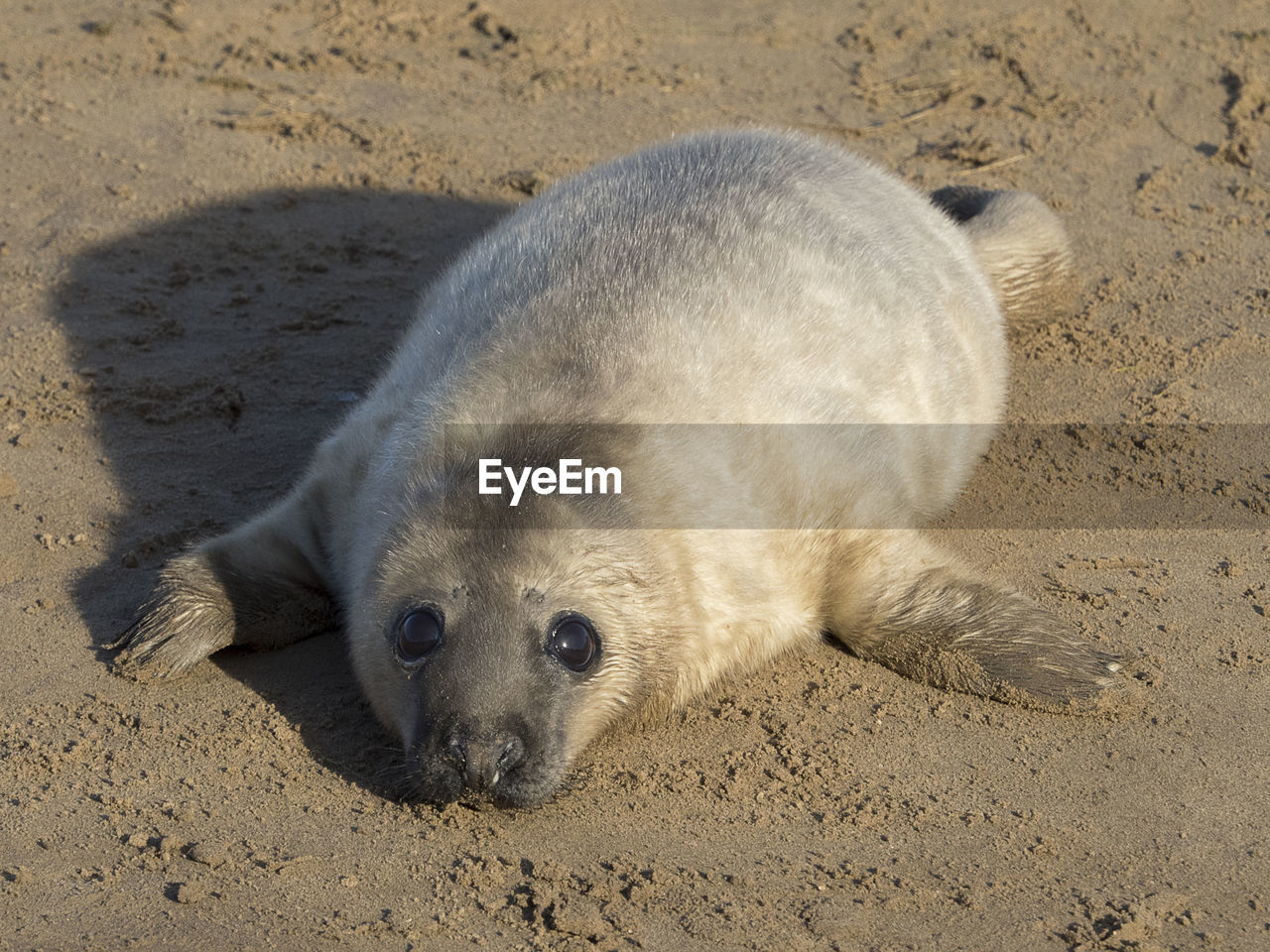 CLOSE-UP OF SEA LION