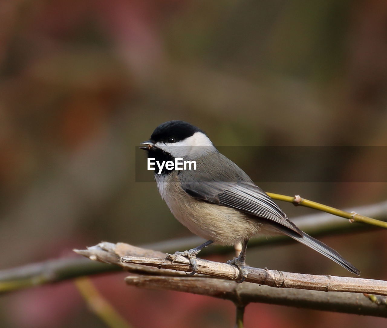 Close-up of bird perching outdoors