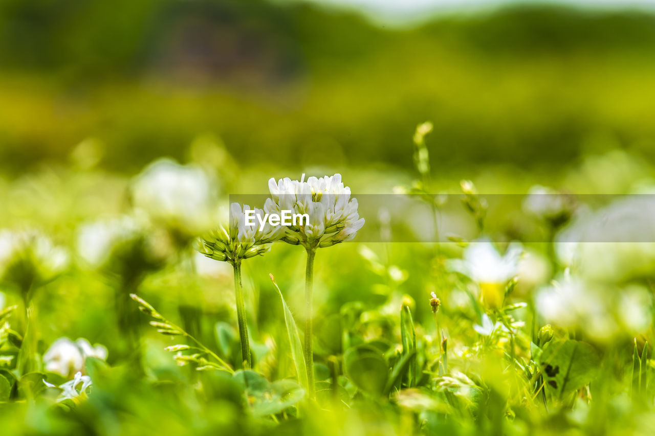 Close-up of flowering plant on field