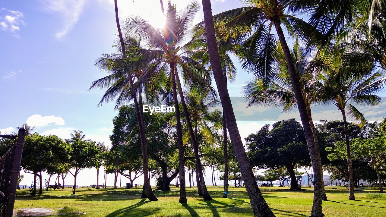 SCENIC VIEW OF PALM TREES ON SUNNY DAY