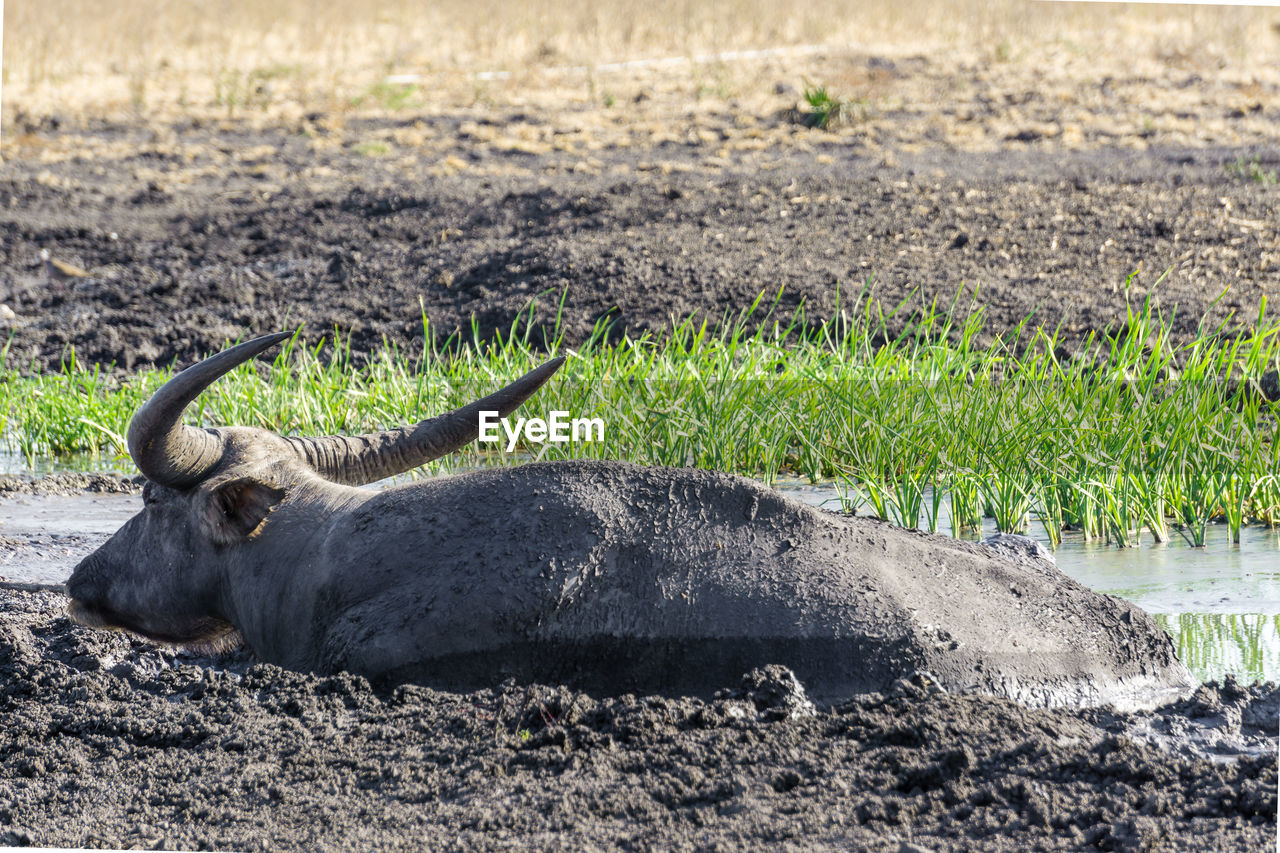 VIEW OF AN ANIMAL ON FIELD