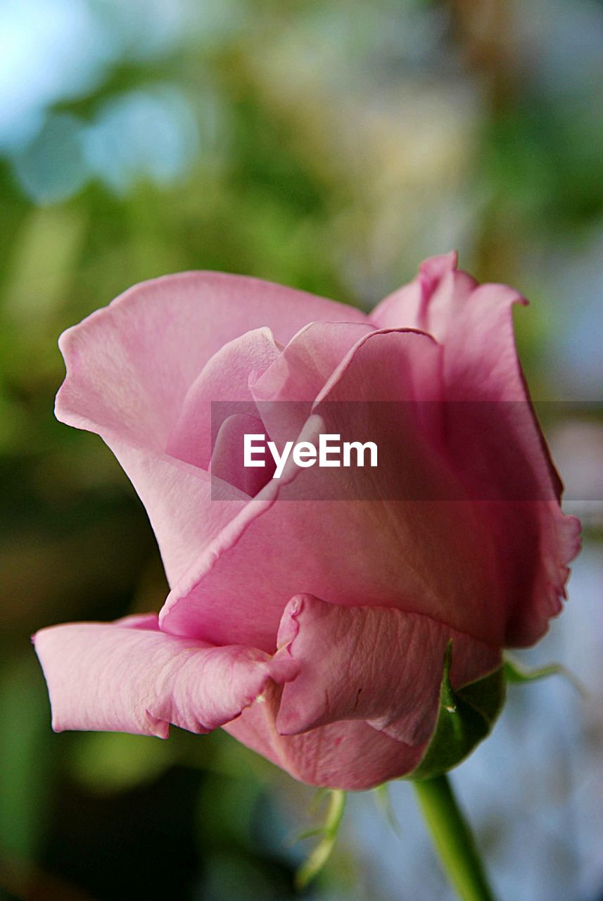 Close-up of pink rose