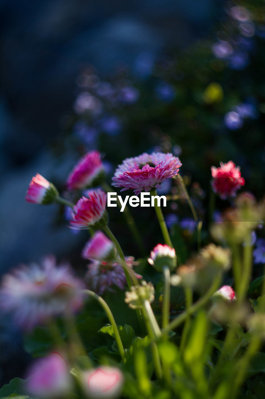 CLOSE-UP OF PINK FLOWERS BLOOMING