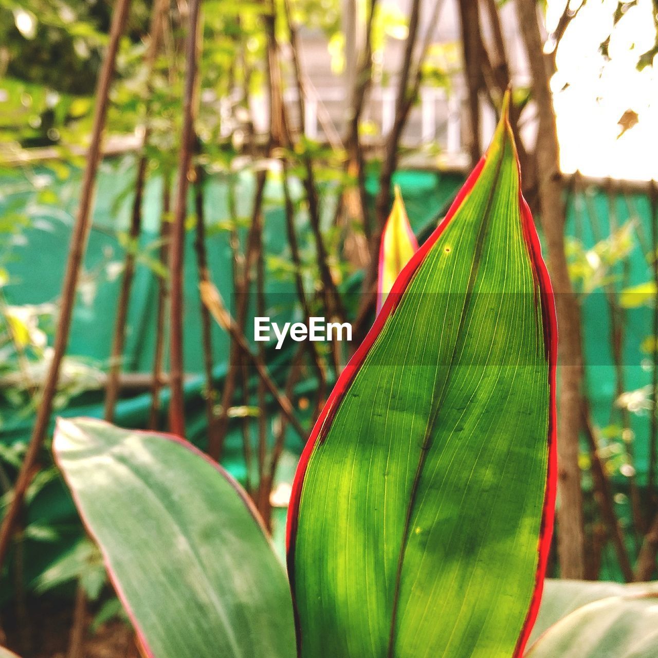 CLOSE-UP OF BAMBOO ON PLANT