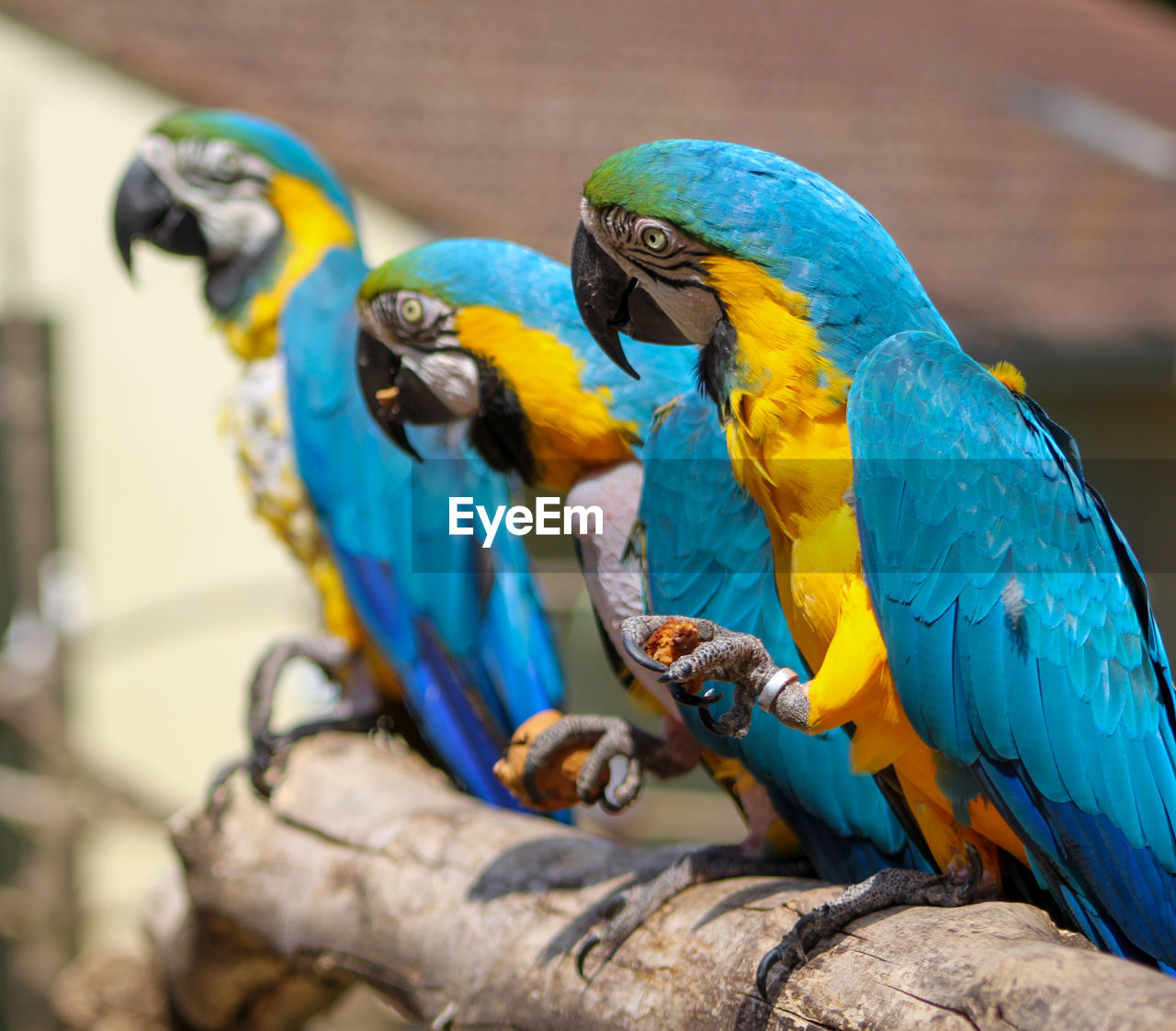 Close-up of blue parrots perching on branch