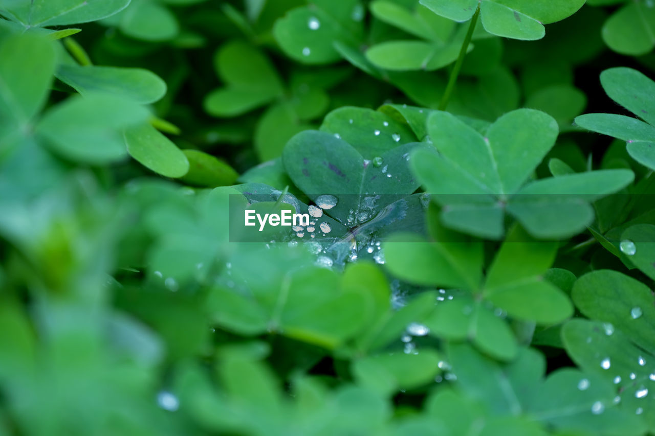 green, plant part, leaf, plant, drop, nature, water, wet, flower, close-up, beauty in nature, moisture, dew, freshness, no people, grass, selective focus, growth, environment, outdoors, rain, macro photography, fragility, backgrounds, animal, animal themes, lawn, animal wildlife, macro, social issues, full frame, food and drink, day, insect, summer, environmental conservation