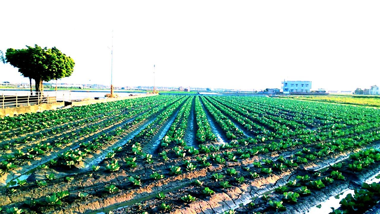 SCENIC VIEW OF RURAL LANDSCAPE