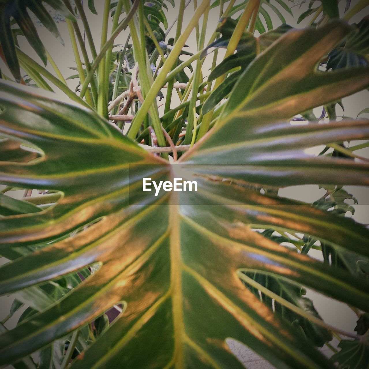 LOW ANGLE VIEW OF PLANTS