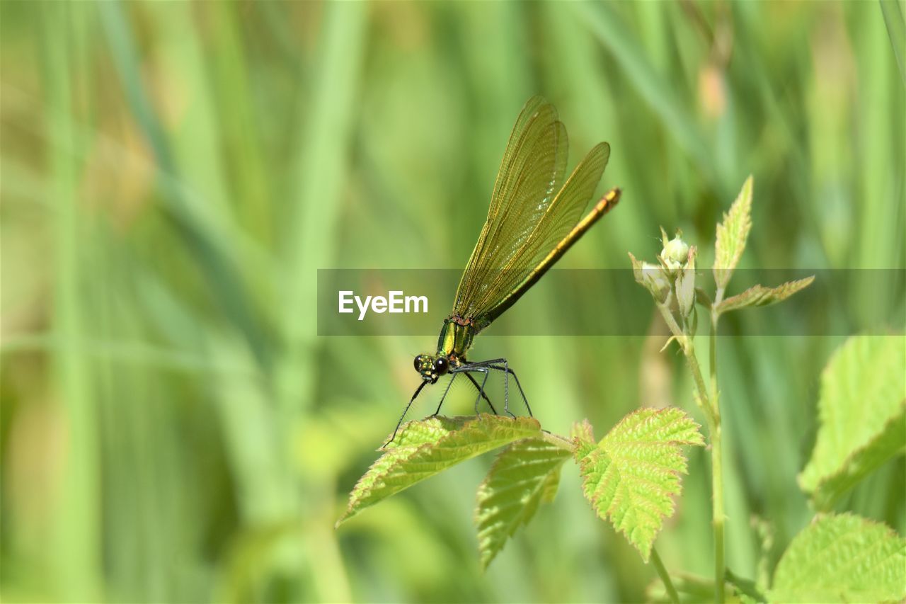 Close-up of dragonfly on leaf