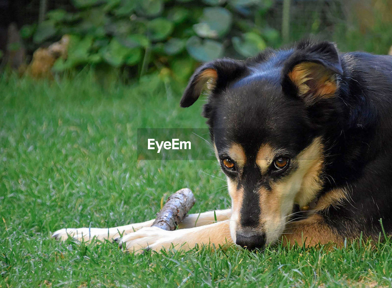 PORTRAIT OF DOG ON FIELD